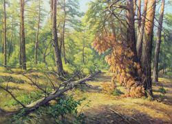 Pine Forest by Alexander Kusenko