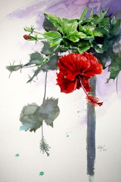 Hibiscus by Kovacs Anna Brigitta