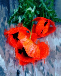 Poppies by Ivan Stoychev
