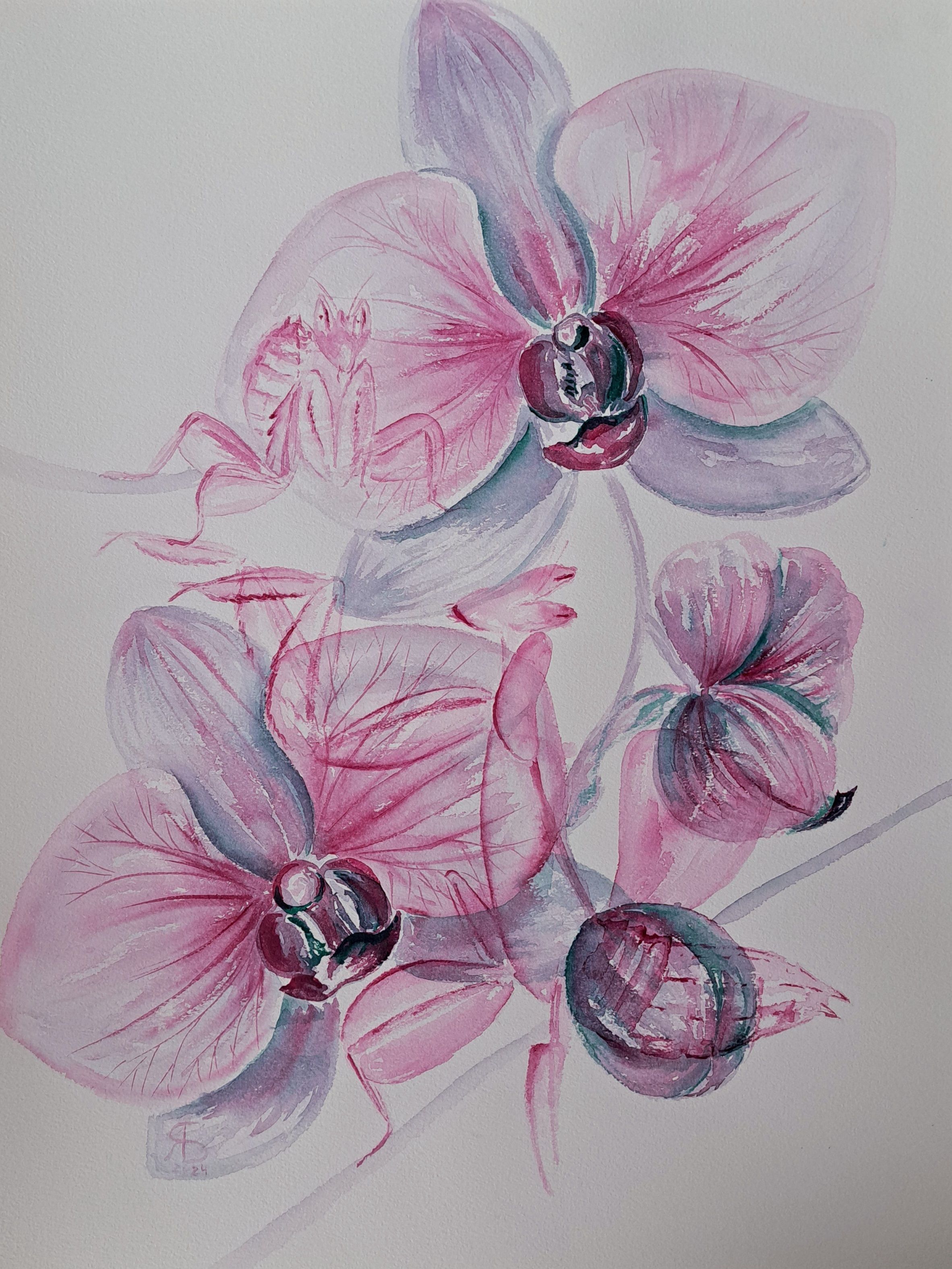 Orchid Wings