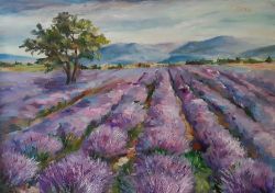 Lavender field by Ginka Kyneva