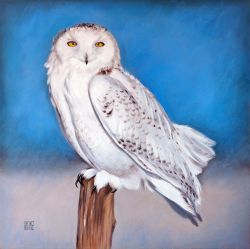 White Owl by Olena Yevdokimova