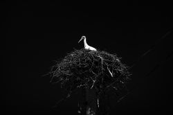 Stork