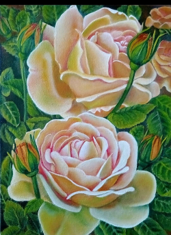 Rose ,, Gloria Dei 