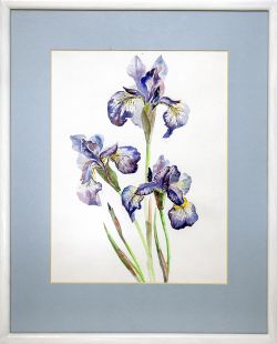 Iris flowers, classic drawing in a realism style