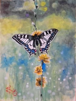 Papilio machano by Zoran Dakic