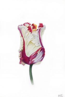 Magic Tulip by Tetiana Kovalova