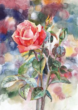 Rose by Vesela Pencheva