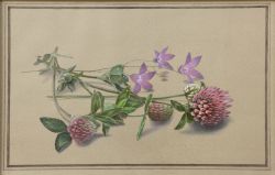 Clover Flowers, classical drawing in a realism-style, original artwork, 2009, gouache/paper