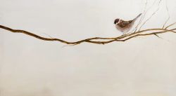 Sparrow - Loner by Nina Fedotova