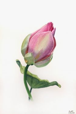 Tender Lotus by Tetiana Kovalova