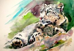 Snow Leopard by Kovacs Anna Brigitta