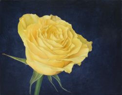 Just A Yellow Rose