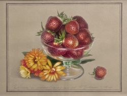 Strawberries And Calendula Flowers, 38 by 28 Cm,  Classical Drawing In A Realism-Style, Original Art by Iuliia Kravchenko